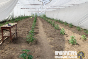 На Луганщині викрили наркоділка, який вирощував коноплю на присадибній ділянці