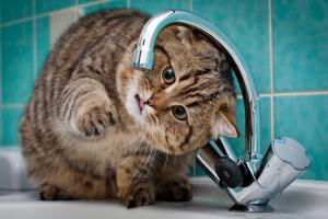 "Лисичанскводоканал" объяснил отсутствие воды в кранах 