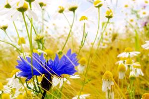 Репетиция осени завершилась: синоптик порадовала украинцев прогнозом погоды