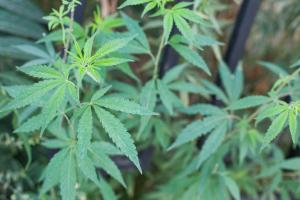 На Луганщине будут судить наркодельца, который выращивал дома коноплю