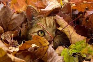 Погода в Украине резко изменится: каким областям ожидать дождей, ветров и заморозков