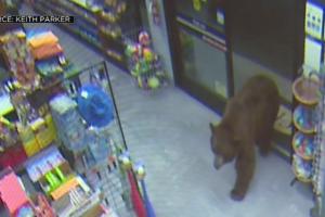 В США дикие животные повадились "обворовывать" местные магазины