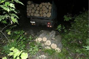 На Луганщині зафіксовано факт незаконної порубки лісу (фото)