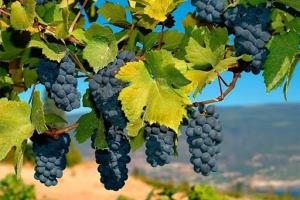 Украинцам "подарили" новый осенний праздник