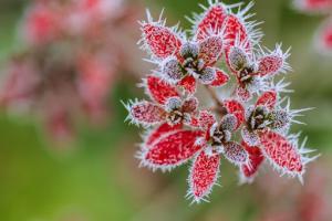 Температура опустится до -5 градусов: Луганскую область накроют неожиданные заморозки