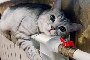 Тарифы на отопление и новые услуги водоканала в Лисичанске: главные новости региона за 6 октября