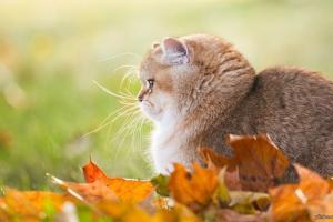 Воздух прогреется до +22: в Украину возвращается осеннее тепло