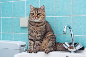 Лисичанск снова оставят без воды: важное сообщение водоканала
