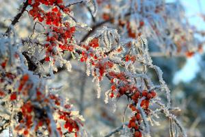 Изморозь и ночной "минус": в Украине погода приблизится к зимней