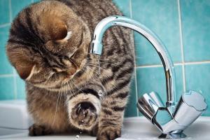 Водопостачання у Лисичанську: водоканал порадував гарною новиною