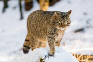 В преддверии Нового года на Луганщине усилятся морозы