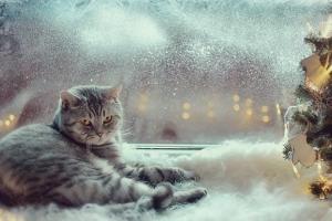 Такого еще не было: погода на Новый год удивит украинцев