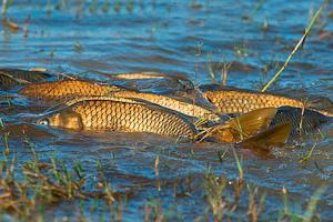 "Нерест-2021": на Луганщине установлен запрет на вылов рыбы