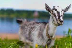 В Єгипті народилося козеня з людським обличчям (відео)