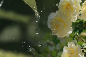 Дожди не отступят: синоптик назвала регионы, которые снова зальет