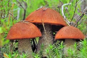 Настоящий мутант: под Харьковом мужчина обнаружил гриб немыслимых размеров (фото)