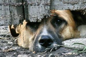 Верховна Рада посилила відповідальність за жорстоке поводження з тваринами