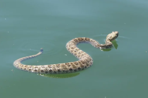 Популярний курорт на Азовському морі атакували змії: відпочиваючі в паніці (відео)