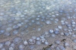 Стоит ужасная вонь: Азовское море оккупировали медузы (видео)