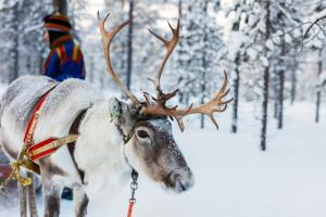 У Лапландії встановлено новий температурний рекорд