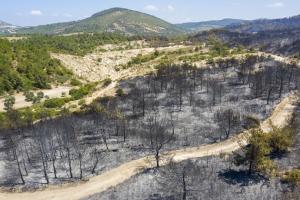 У курортній зоні Туреччини вигоріли гектари лісу (фото)