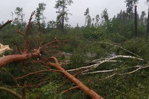 Ураган в Білорусі за кілька секунд знищив ліс та понівечив будівлі