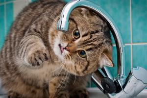 Сделайте запасы!: "Лисичанскводоканал" предупредил об отключении воды