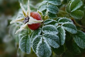 Жителів Луганщини попереджають про сильні заморозки