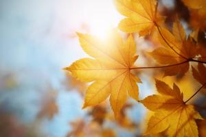 Синоптик сообщила, какой будет погода в Украине на выходных