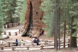 Самое большое дерево мира, которое растет в Калифорнии, может уничтожить пожар