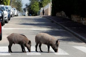 Вулиці Риму окупували дикі кабани, але вирішити проблему ніхто не може (відео)