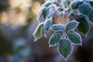 Луганщину вдарять заморозки до -5 градусів