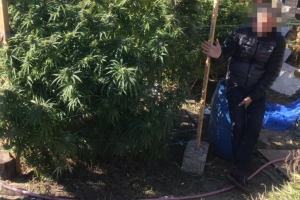 В Рубежном разоблачили "заботливого" наркоагрария