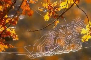 В Україну йде потепління, але деякі регіони ще померзнуть