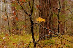 На Луганщину йдуть дощі, але буде тепло