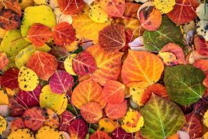 Осінь у всій красі: синоптики розповіли, як зміниться погода в Луганській області