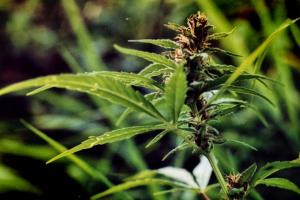 Жителям Люксембурга разрешили выращивать каннабис для личного пользования