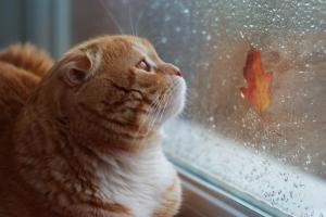 Синоптики сообщили, с какой погодой на Луганщине завершится октябрь и начнется ноябрь