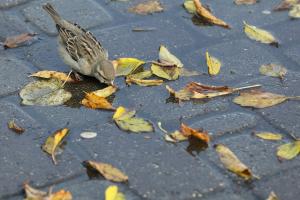 Синоптики розповіли, з якою погодою зустріне зиму Луганська область