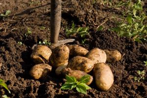 Побиты все прежние рекорды: супруги вырастили на своем огороде 8-килограммовую картофелину