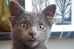 Необычный котик с четырьмя ушами стал "звездой" сети (фото)