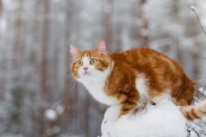 Синоптики прогнозують на Луганщині перший сніг