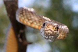Завдяки Instagram в Індії виявили новий вид змій