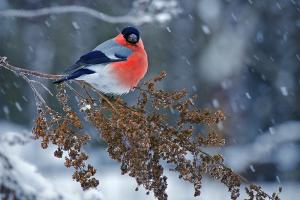 Синоптики розповіли, якою буде погода в грудні в Україні