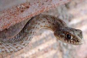 Заповзають через каналізацію і не тільки: одне з українських міст атакували змії (відео)