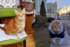 Кот из Житомира попал в Книгу рекордов Украины за необычное поведение (фото)