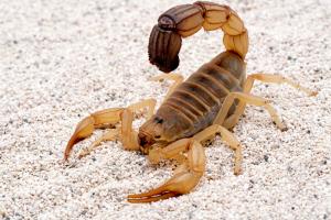 Курортне місто Єгипту наповнили скорпіони, є загиблі