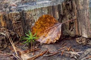 На Луганщину йде відчутне потепління: свіжий прогноз погоди