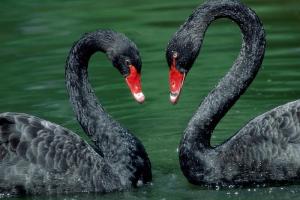 На одне з озер Києва прилетіли чорні лебеді (відео)