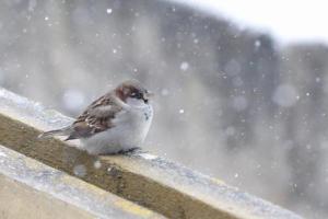 До кінця тижня на Луганщину нагрянуть дощі та мокрий сніг